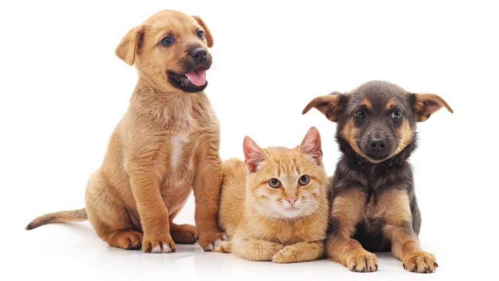 Chiots et chat
